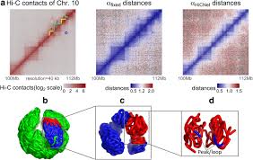 Reconstructing High Resolution Chromosome Three Dimensional Structures By Hi C Complex Networks Springerlink