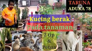 Pasti ramai yang pernah mencuba petua mengisi air sirap dalam botol, namun langkah itu tidak membuahkan hasil. Mencegah Kucing Buang Najis Pada Tanaman Bunga Hiasan Tip Dan Petua Youtube