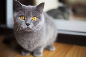 Evde Beslemek Icin En Uygun Kedi Turleri Eksi Seyler