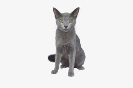 They do not lounge the day away but they certainly enjoy a good nap. Why Choose A Russian Blue Cat To Be The Star Of Your Russian Blue Cat Png 250x500 Png Download Pngkit