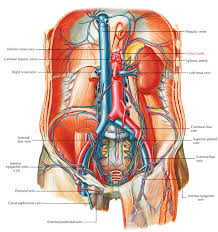 Celiac Trunk Arteries Anatomy Anatomy Models Labeled Human Anatomy And Physiology