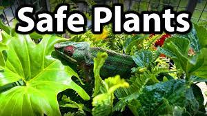 Maybe you would like to learn more about one of these? What Plants To Use For A Chameleon Cage Youtube