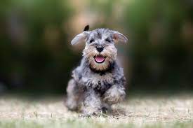 In contrast, buying miniature schnauzers from breeders can be prohibitively expensive. Miniature Schnauzer Full Profile History And Care