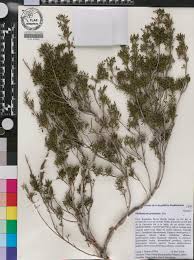 Image result for Fagaropsis