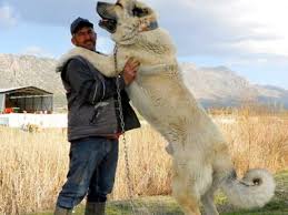 Kangal dogs wearing spiked collars Best 30 Central Asian Shepherd Dog Fun On 9gag