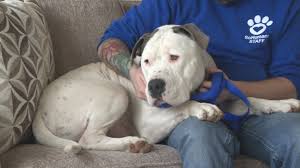10,308 likes · 1,621 talking about this · 357 were here. Sohumane Creates Living Room To Help Adoptable Dogs Transition Ktvl