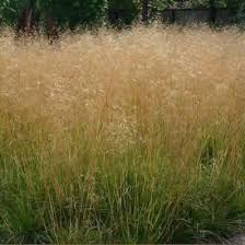 Deschampsia Cespitosa Goldtau Gold Dew Tufted Hair Grass Moon Nursery Grass Grasses Garden