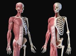 Maybe you would like to learn more about one of these? Upper Body Male Anatomy Of Muscular Photograph By Pixelchaos