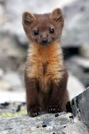 I Agree That Stoats Are Cute But What About Baby Pine Martens Cute Animals Baby Animals Cute Baby Animals