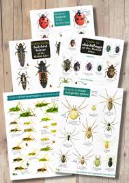 Bugs X5 Laminated Id Chart Including Ladybirds Grasshoppers Spiders Etc Normal Price 20 00 When Purchased Separately