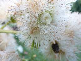 Image result for Syzygium niassense