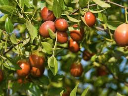 It resembles the bael fruit in shape and size. 25 Best Drought Tolerant Fruit Trees That Grow In Lack Of Water Jujube Tree Fruit Trees Jujube Fruit
