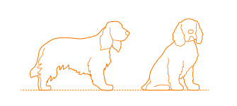 Cocker Spaniel Dimensions Drawings Dimensions Guide