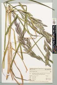 Image result for Bromus catharticus
