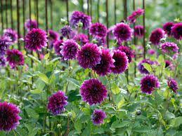 Despite being included in the list of toxic plants, the roots of wild indigos are used to produce medicine. Plant Purple Flowers And Plants In Your Garden Hgtv