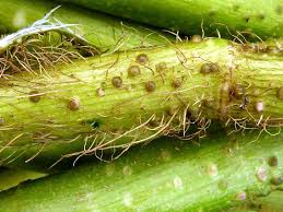 Image result for Aeschynomene afraspera