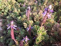 Image result for Coleus neochilus