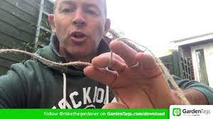 How to tie up a clematis. How To Tie Back Clematis Youtube