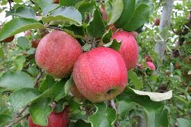 Jonagold is high quality american apple, developed in the 1940s. U S Michigan Kids Prefer Jonagold Apples Freshfruitportal Com