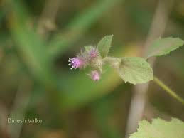 Image result for Blumea axillaris