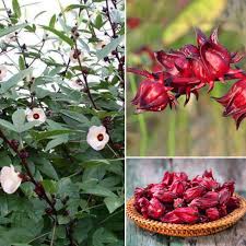 Maybe you would like to learn more about one of these? Spadefoot Nursery Jamaica Or Roselle Hibiscus Sabdariffa Is An Edible Plant The Leaves Are Cooked As A Green And The Sepals That S Surround The Fruit Are Used To Make The Famous Hibiscus
