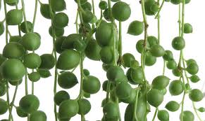 String of pearls growing upwards. Senecio Rowleyanus How To Care For And Propagate Your String Of Pearls Plant Senecio Rowleyanus