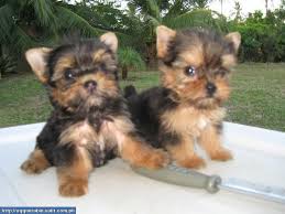 Black And Tan Yorkie Full Grown Ooops Page Not Found Yorkie Yorkshire Terrier Yorkshire Terrier Puppies Yorkie
