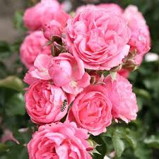 Pin Auf Rosen