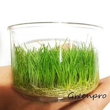 Types of carpet grass for aquarium. 12 Easy Low Light Carpet Plants For Beginner Aquariums Fast Growing