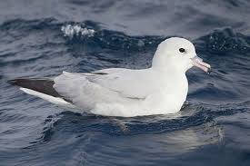 Fauna Of Bouvet Island Sea Birds South Orkney Islands Coastal Birds