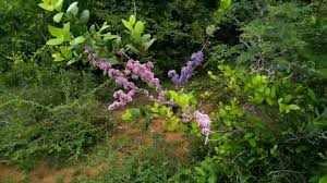 Image result for Memecylon sp. C