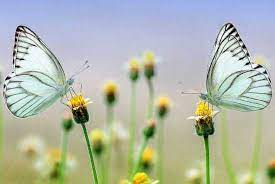 Significado Esoterico De La Mariposa Coral Molina