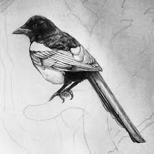 Pencil And Pen A3 Paper Magpie Bird On Branch Drawing Artist Inspiration Branch Drawing Bird Photo