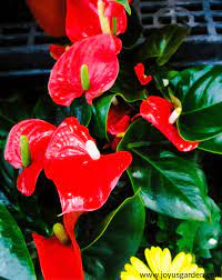 Anthurium Care Growing Tips Anthurium Care Anthurium Plant Anthurium
