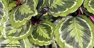 Calathea Medallion Care And Growing Tips In 2020 Calathea Plant Zebra Plant Calathea
