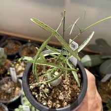 Image result for Adenia kirkii