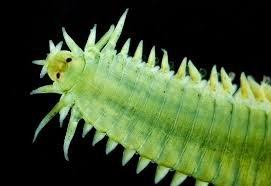 Image result for Eulalia polyneura