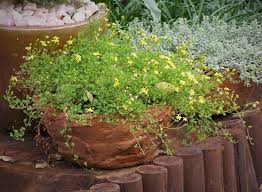 Image result for Cineraria saxifraga