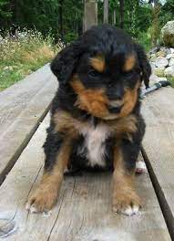 We breed english cream golden retrievers and bernese mountain dogs, and have been inspired by the cross for several years. Bernese Mountain Dog Golden Retriever Mix Puppy Our S Is Named Jack Golden Retriever Mix Puppies Puppy Golden Retriever Dog Golden Retriever