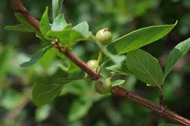 Image result for Feretia