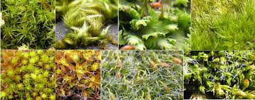 Nonetheless, the molecular biology of liverworts is poorly understood. Plant Divisions Mosses Liverworts And Hornworts Tentative Plant Scientist
