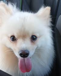 TÁXI DOG 🚖 TransPeThi 🐶 Indaiatuba 📌