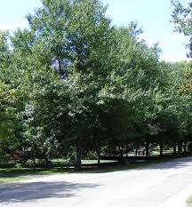 Southmeadow fruit gardens sells choice and superior varieties of fruit trees and plants for the connoisseur and home gardener. Tree Planting City Of St Matthews