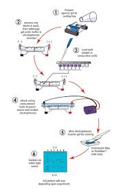 Dna Fingerprinting By Pcr Amplification Dna Fingerprinting