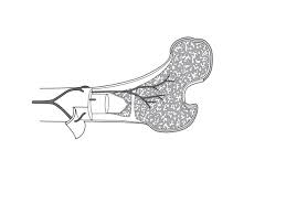 Earth sciences questions and answers. File Bone Cross Section Png Wikimedia Commons