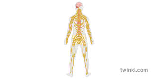 The nervous system is the network of specialized cells, tissues, and organs in a multicellular animal that coordinates the body's interaction with the environment, including sensing internal and external stimuli, monitoring the organs, coordinating the activity of muscles. Nervous System Diagram Science Human Body Secondary Illustration Twinkl