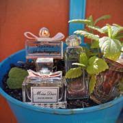 In this perfume, the smell of jasmine, wet stones, plum trees, kumquats, and bamboo combine in a garden of awakening and harmony. Le Jardin De Monsieur Li Hermes Perfume A Fragrance For Women And Men 2015