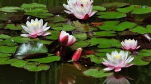 We did not find results for: Gaekon Manfaat Akar Teratai Untuk Kesehatan Tubuh