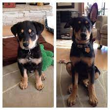 Like most other designer or hybrid dog breeds, the german shepherd doberman mix breed probably evolved sometime during the 1990s. From 8 Weeks To 4 Months Jax Our German Shepherd Doberman Mix Rottweiler Mix Puppies Doberman Pinscher Puppy Rottweiler Mix