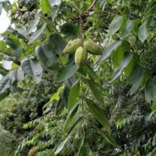 Image result for Juglandaceae